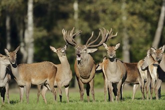 Red deer (Cervus elaphus), roaring stag and hinds in the rutting season, North Rhine-Westphalia,