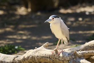 Black-crowned night heron (Nycticorax nycticorax) standing on a tree trunk, Camargue, France,