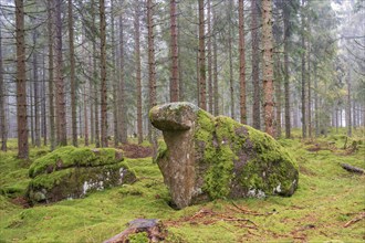 Moss covered rocks and forest floor in a foggy spruce forest