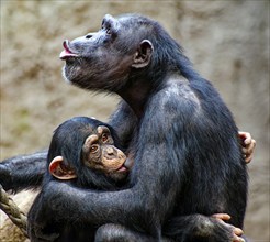 Animal portrait, excitedly calling western chimpanzee (Pan troglodytes verus) suckling its young,