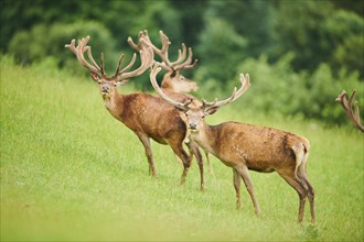 Red deer (Cervus elaphus) stags standing on a meadow in the mountains in tirol, Kitzbühel, Wildpark