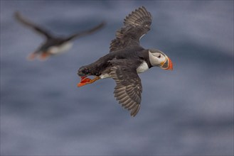 Puffin (Fratercula arctica), in flight, Grimsey Island, Iceland, Europe