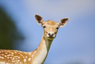 European fallow deer (Dama dama) doe, portrait, Kitzbühel, Wildpark Aurach, Austria, Europe