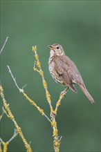 Song thrush (Turdus philomelos), Lower Saxony, Germany, Europe