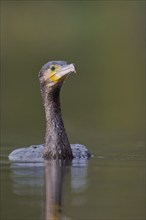 Great cormorant (Phalacrocorax carbo), Lower Saxony, Germany, Europe