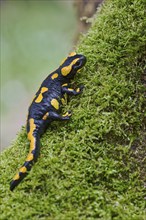 Fire salamander (Salamandra salamandra), Lower Saxony, Germany, Europe