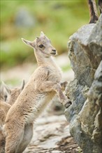 Alpine ibex (Capra ibex) youngster jumping up a rock, wildlife Park Aurach near Kitzbuehl, Austria,