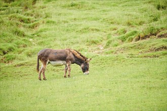 Donkey (Equus africanus asinus) standing on a meadow, tirol, Kitzbühel, Wildpark Aurach, Austria,