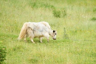 Wild yak (Bos mutus) standing on a meadow, tirol, Kitzbühel, Wildpark Aurach, Austria, Europe