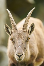 Alpine ibex (Capra ibex) female, portrait, wildlife Park Aurach near Kitzbuehl, Austria, Europe