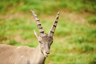 Alpine ibex (Capra ibex) male, portrait, wildlife Park Aurach near Kitzbuehl, Austria, Europe