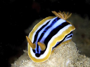 Pyjama star snail (Chromodoris quadricolor), dive site wreck of the Thistlegorm, Sinai, Egypt, Red