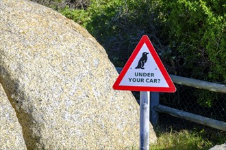 Warning Penguins, Boulders Penguin Colony, Simons Town, Cape Town, Cape Island, South Africa,