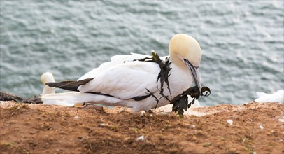 Northern gannet (Morus bassanus) (synonym: Sula bassana) sitting with algae as nesting material in