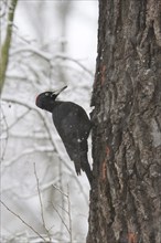 Black woodpecker (Dryocopus martius) on a tree, winter, Saxony, Germany, Europe