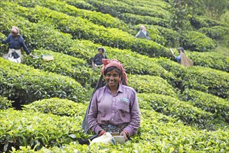 Indian tea picker on a tea plantation, Thekkady, Kerala, India, Asia