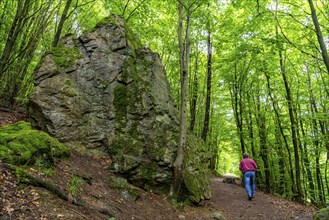 Forest below the Bruchhauser Steine, rocks that have travelled down the slope over the last ten