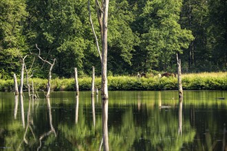 The Pfingstsee in the Kirchheller Heide, near the Heidhof, in the nature reserve Kirchheller Heide,