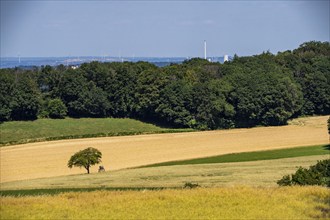 Elfringhauser Schweiz, city limits Hattingen Sprockhövel, single standing tree on a field, high