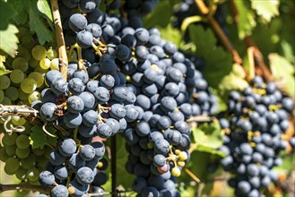 Wine-growing, in the Adige Valley, near the village of Caldaro on the Wine Road, red wine vines,