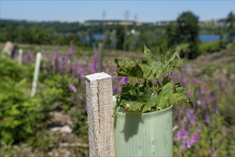 Reforestation in the Arnsberg forest above the Möhnesee, Soest district, citizen forest project,