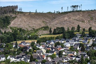 Cleared forest area north of the village of Öventrop, district of Arnsberg, dead spruce stands were