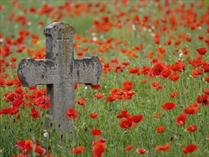 Poppy, poppy, cemetery, gravestone, cross, flowers, poppies, Tiszaalp-r, Kiskuns-gi National Park,