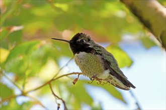 Costacolibri, (Calypte costae), adult, male, in perch, Sonora Desert, Arizona, North America, USA,