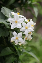 Solanum laxum (Solanum laxum), flowering, flower, Ellerstadt, Germany, Europe