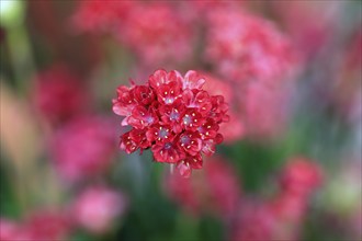 Lady's cushion (Armeria), flowering, flower, Ellerstadt, Germany, Europe