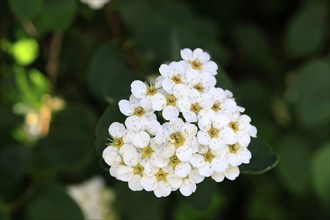 Elm-leaved spirea (Spiraea chamaedryfolia), flower, flowering, Germany, Europe