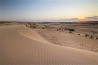 Sand dunes at sunset, Wahiba Sands desert, Sharqiya sand, Oman, Asia