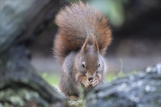 Eurasian red squirrel (Sciurus vulgaris), Emsland, Lower Saxony, Germany, Europe