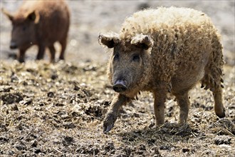 Woolly pig or Mangalica pig, Hungary, Europe