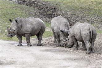 White rhinoceroses (Ceratotherium simum), Emmen Zoo, Netherlands