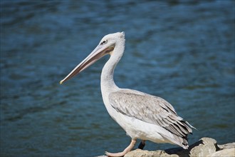 Dalmatian pelican (Pelecanus crispus), standing at the shore of the sea, France, Europe