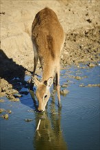 Southern lechwe (Kobus leche) next to a water pond in the dessert, captive, distribution Africa