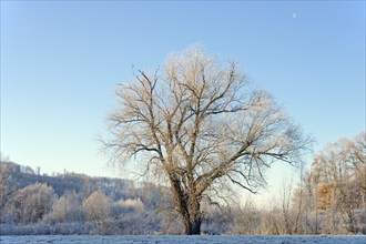 Solitary tree, willow (Salix) with hoarfrost, blue sky, North Rhine-Westphalia, Germany, Europe