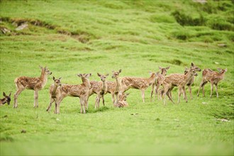 Red deer (Cervus elaphus) fawns standing on a meadow in the mountains in tirol, herd, Kitzbühel,