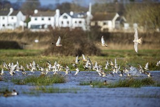 Eurasian Wigeon, (Mareca penelope) birds in flight over marshes and Peregrine Falcon (Falco