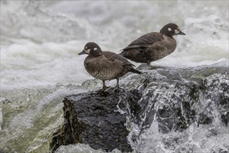 Harlequin duck (Histrionicus histrionicus), female, 2 specimens, on a stone in a raging river, Laxa