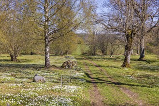 Idyllic meadow in a tree grove with flowering wood anemone (Anemone nemorosa) by a footpath a sunny