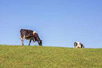 Grazing cows on a blooming meadow against a blue sky on a sunny summer day