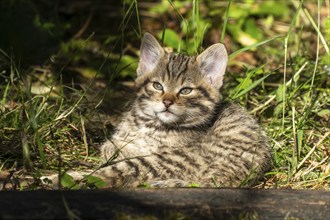 A tabby kitten sits in the forest on mossy ground, surrounded by grass and leaves, wildcat (Felis