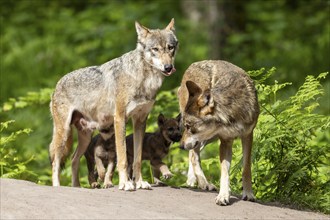 Two adult gray wolves (Canis lupus), Germany, Europe