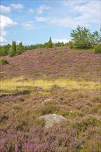 Junipers stand in a hilly, peaceful heath landscape under a blue sky with white clouds, purple