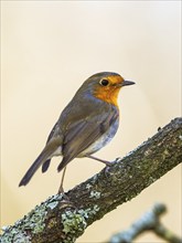 European Robin, Erithacus rubecula, bird in forest at winter sun