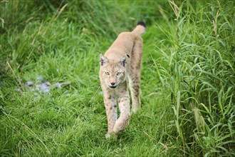 Eurasian lynx (Lynx lynx) walking through the grass, Bavaria, Germany, Europe