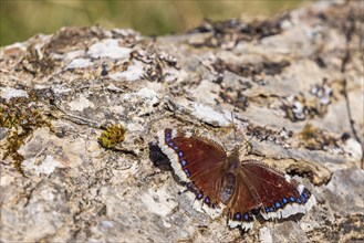 Mourning cloak (Nymphalis antiopa) butterfly on a tree log