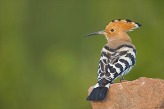 Hoopoe, (Upupa epops), on a perch, family Hoopoes, early raptors, Hides de El Taray / Lesser